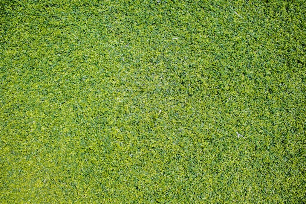 Vibrant close-up of green grass suitable for backgrounds, textures, and natural themes.