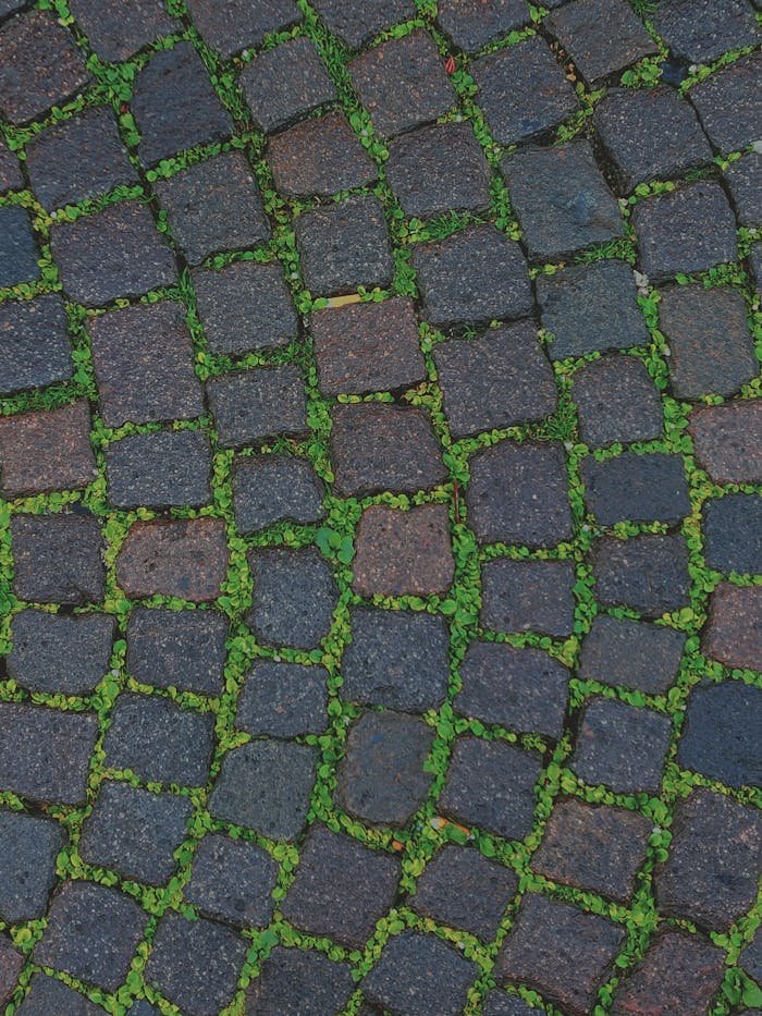 Textured cobblestone pavement with vibrant green moss growth between the stones.